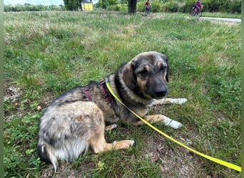Hazel - liebevoll,schüchtern&ruhig