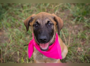 Chip 245967: Hundekind sucht ein Zuhause