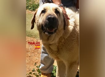 Thalos,geb.01/19,gemütlicher Mastin Espanol sucht seine Familie