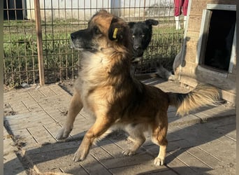 ♥ENNIO♥ süßer, hübscher, aktiver kleiner Rüde 30 cm
