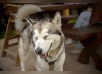 Wapaj - gut erzogener liebevoller Familienhund - Tierhilfe Franken e.V.