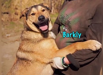 Barkly geb. 06/2022 - ausgeglichener, kluger und lernwilliger Jungrüde!