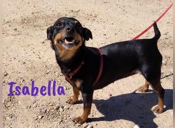 Isabella 07/2023 (ESP Pflegestelle) - verschmuste und verträgliche, kleine Pinscher-Mix Hündin!
