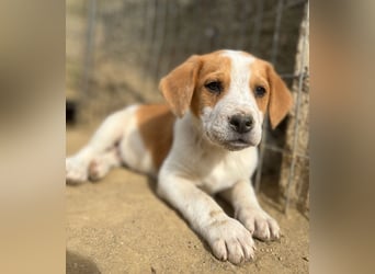 Tucker, geb. ca. 12/2024, lebt in GRIECHENLAND, auf einer privaten Pflegestelle
