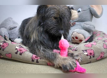 Wuscheliger Grey sucht seine Familie