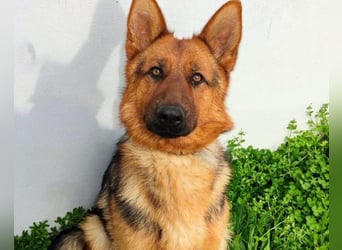 Tia ❤️ verschmuste, treue Schäferhündin