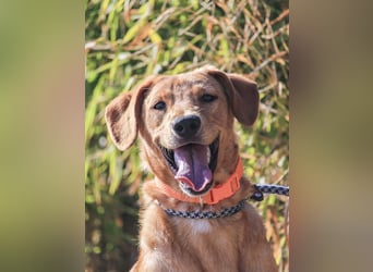 Badou, Mix Labrador / Schäferhund, lieb und sozial