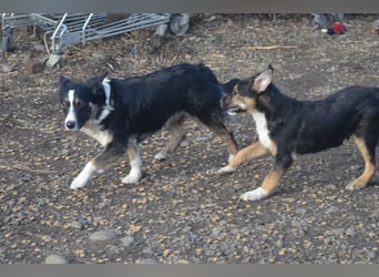 VITO - ein liebevolles Zuhause gesucht
