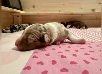 Red Merle Rüde, Australian Shepherd