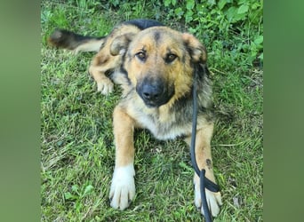Denver ein Engel auf 4 Pfoten