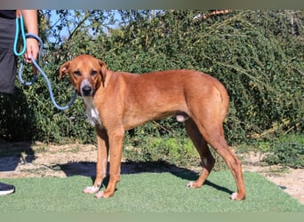 Arthur, Mix Labrador / Podengo