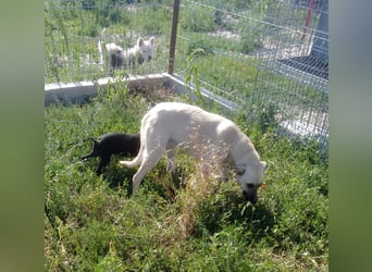 MAXI sucht Familienanschluss