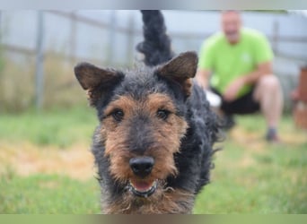 Tequila - ein verspielter und aktiver Terrierjunge