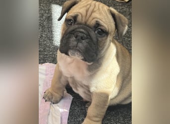 Zuckersüße Freiatmige Bulldoggenwelpen