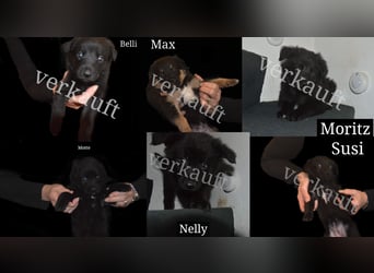 Schwarze Shollie-Welpen (Vater: schwarzer Schäferhund; Mutter: schwarz-weißer Border Collie)
