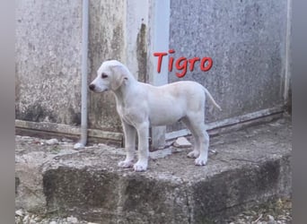 Tigro sucht seine Menschen