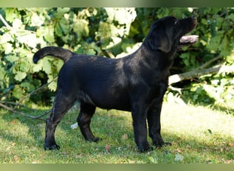 Labradorwelpen