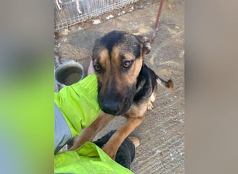 Freundliche Bela sucht ein Zuhause