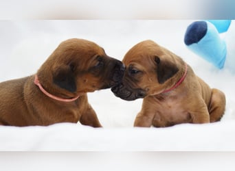 wunderschöne Rhodesian Ridgeback Welpen ! ! ! absolut vitale und einwandfreie kleine Engel