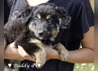 Buddy und Bernie suchen ein Zuhause