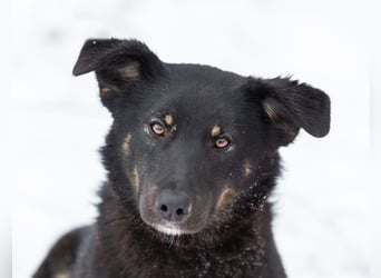 Border Collie Mischling Chunja sucht ein Zuhause