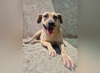 MELINA, Hündin, 3 Jahre, 48 cm, Mischling, Tierschutz
