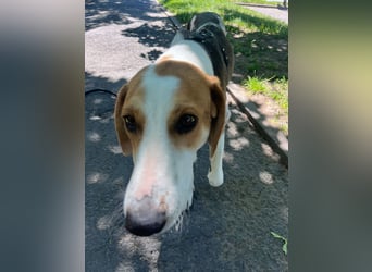 Familienhund Lona, zu besuchen in Bad Nauheim