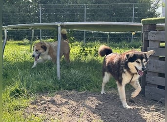 Clara, Mischling, geb. 2015, fitte Seniorin sucht 1. Zuhause