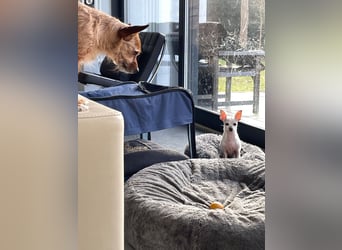 SOPHIE und KAAMI ❤️ 2 Chihuahua Seelen, Pflegefamilie Bochum