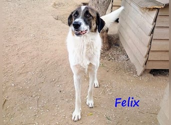 Felix geb. 02/2022 (GRC) - geselliger, verschmuster und freundlicher, junger Rüde!