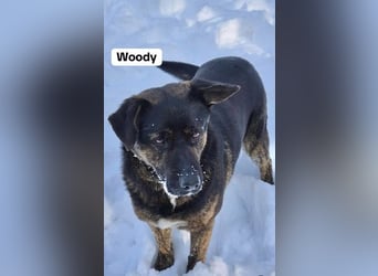 Woody - freundlicher, sozialer, verschmuster Rüde / Pflegestelle in Gerolstein