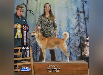 Canaan Dog-Welpe (Kanaan-Hund)
