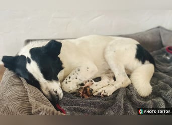 Frodo, ein Teddybär sucht seine Familie, PS in 86701 Rohrenfels