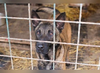 Leon: Malinois-Fans aufgepasst!