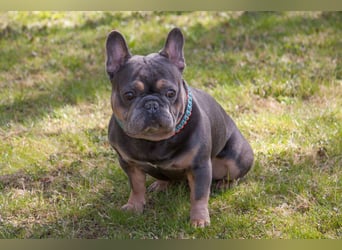 French Hugo - selbstbewusster Bulli - Tierhilfe Franken e.V.