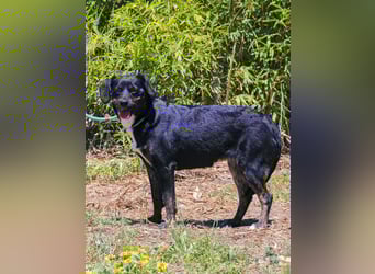 Joia, Mix Labrador / Appenzeller Sennenhund, lieb und sozial