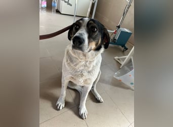 Esme - lieb, verspielt und zutraulich