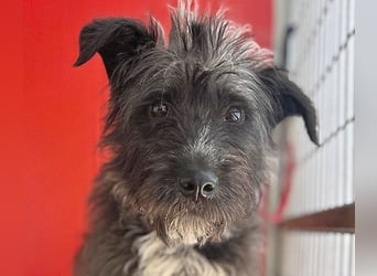 ❤️ gute Hundeseele FICKO - 1,5 Jahre, 35cm - Schnauzer-Mix