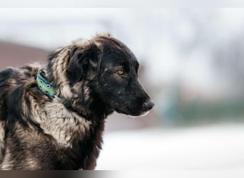 Vorsichtige Tama sucht ihre Familie