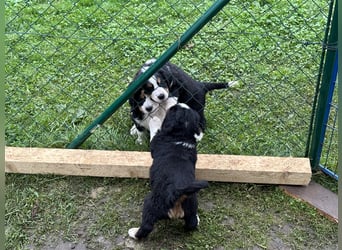 Berner Sennenhund Welpen reinrassig