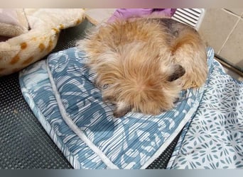 CHIWI- auf der Suche nach einem letzten, liebevollen Zuhause!