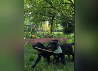 Auszug..Aussiedor F1 Familien und Therapiehund Labrador x Australien Shepherd