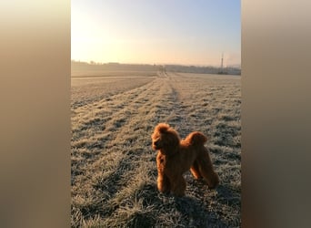 Kleinpudel Zwergpudel in rot red, vererbt auch tan bzw. loh
