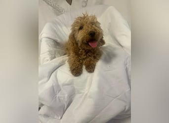 Wunderschöne Mini/Medium Goldendoodle Hündin (max.38cm) in Apricot/Rot zu verkaufen 5 Monate alt