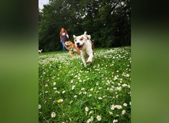 Kaninchen - Australien Shepherd Mix
