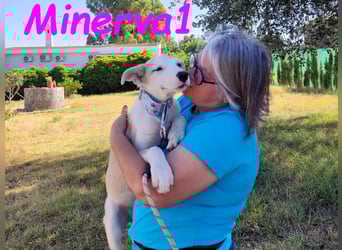 Minerva1 geb. 05/2025 (ESP) - neugierige und lebensfrohe, bezaubernde Welpin!
