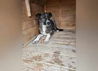 Flint - Hundeflüsterer gesucht