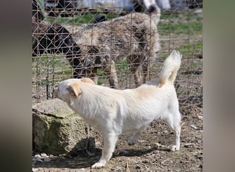 Kleine Prinzessin *ANNA* sucht Familienanschluß