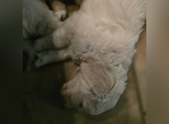 Golden Retriever Welpen suchen .....