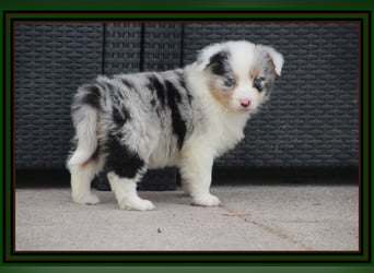 Australian Shepherd - Traumwelpen -KEINE Arbeitslinie-aus langjähriger Familienaufzucht.
